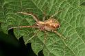 Philodromus_aureolus_D4978_Z_90_Les Gris_Frankrijk